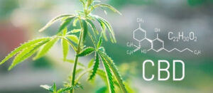 Auge de la industria del CBD